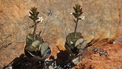 Adromischus sphenophyllus