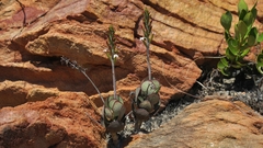 Adromischus sphenophyllus