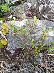 Peponidium