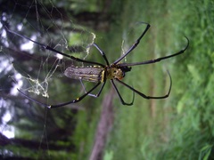 Nephila pilipes