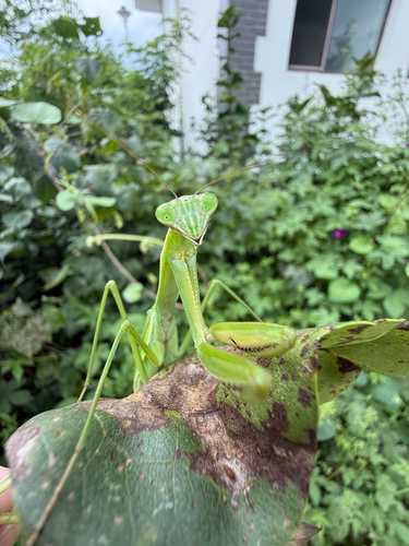 Chinese Mantis