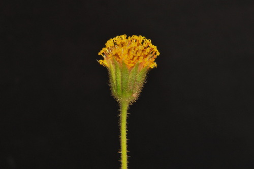 nodding arnica (Arnica parryi)