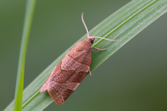 Pandemis cinnamomeana