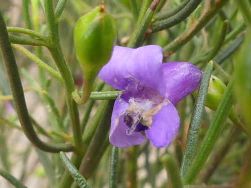 Eremophila drummondii