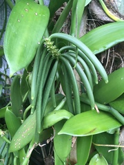 Vanilla planifolia