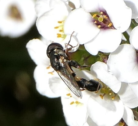 Unknown species found near The Morton Arboretum, 4100 IL-53, Lisle, IL 60532, USA