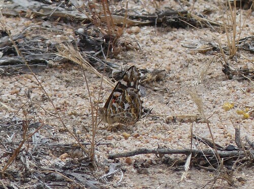 Australian Painted Lady