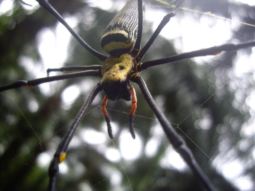Giant Golden Orbweaver