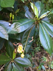Gesneria pedunculosa