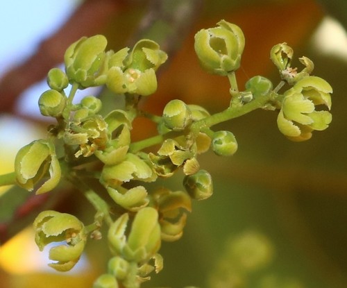 Arnicratea grahamii