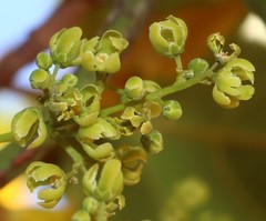 Reissantia grahamii