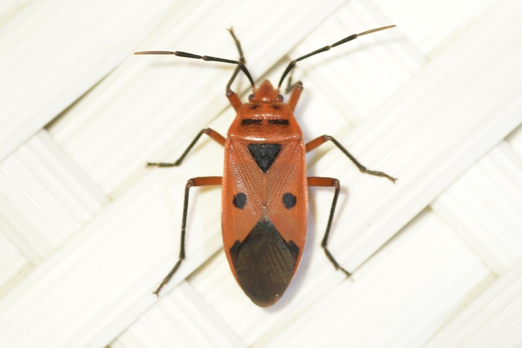 Physopeltini