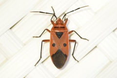 Physopelta slanbuschii