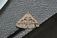 Acantholipes