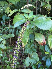 Gonzalagunia hirsuta