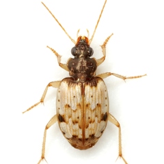 Tetragonoderus latipennis