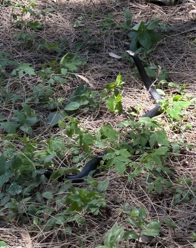 Red-bellied Black Snake sighting