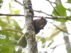 Sciurus pucheranii