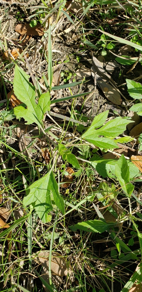 giant ragweed from Jackson Woodlot, 17090, TX, USA on December 31, 2019 ...