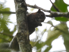 Sciurus pucheranii