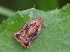 Archips oporana