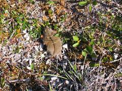 Dicrostonyx groenlandicus