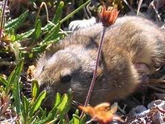 Dicrostonyx groenlandicus