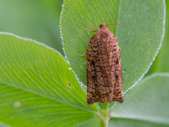 Archips oporana