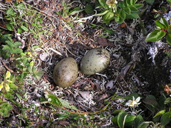 Stercorarius longicaudus