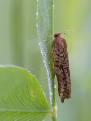 Archips oporana