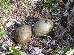 Stercorarius longicaudus