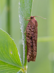 Archips oporana