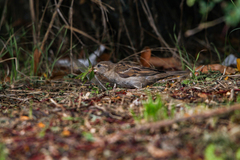 Passer domesticus