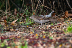 Passer domesticus