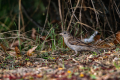 Passer domesticus