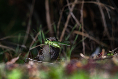 Passer domesticus