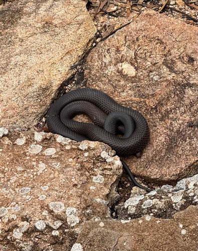 Mainland Dugite sighting