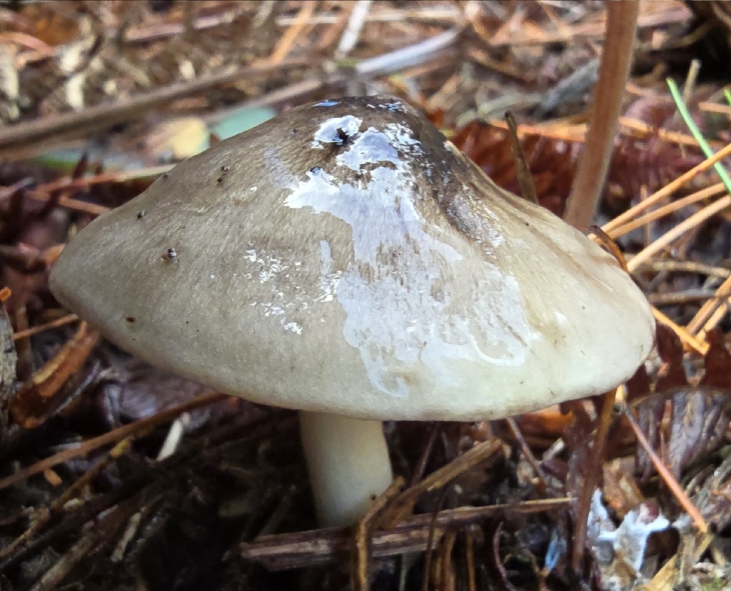 Tricholoma portentosum · November 2025 · photo: © leannestacy (iNaturalist, cc0)