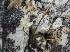 Ornithogalum schlechterianum