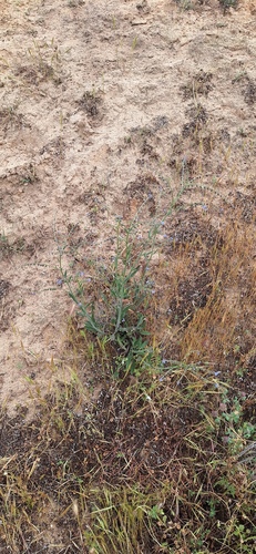 Cynoglossum australe (Cynoglossum australe)