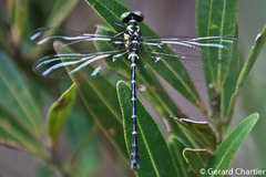 Microgomphus chelifer