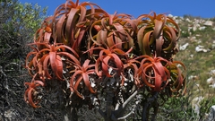 Aloe pluridens