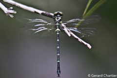 Microgomphus chelifer