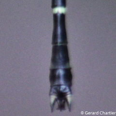 Microgomphus chelifer