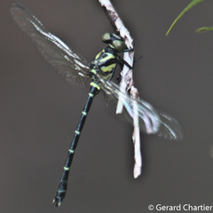 Microgomphus chelifer