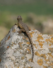 Pseudocordylus melanotus