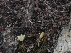 Ornithogalum schlechterianum