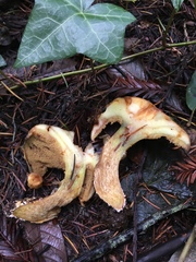 Suillus ponderosus
