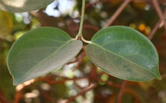 Reissantia grahamii