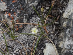 Ornithogalum schlechterianum